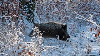 Охота на кабана 2018  Нарезка лучших выстрелов  Wild boar hunting 2018 [upl. by Novyad]