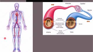 2 Cuore e vasi sanguigni  arterie vene e capillari  Apparato cardiovascolare [upl. by Ailaza]