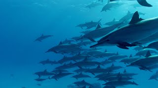 Incredible Underwater Spinner Dolphins Video  Relaxing Music [upl. by Woodsum140]