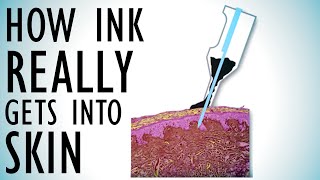 How Ink REALLY Gets Into Skin Tattoo Physics Part 1  Tattoo Overview  Episode 8 [upl. by Arvad]