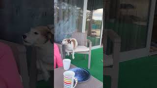 talking dog talkingdog petcare shorts shortvideo short [upl. by Strohbehn]