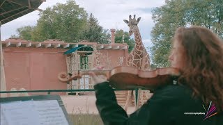 See How Denver Zoo’s Giraffes React to LIVE Music from the Colorado Symphony [upl. by Samohtnhoj]