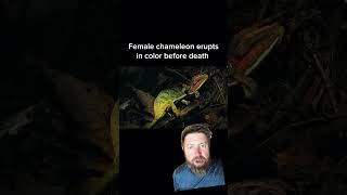 Chameleon Changing Color Before Death Explained [upl. by Hsekin]