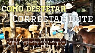 Cómo destetar correctamente una Ternera o Becerro [upl. by Thorlay577]