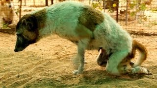 Paralysed dog rescued watch her amazing recovery Please share [upl. by Eatnwahs]