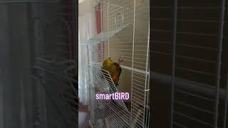 SMART BIRD 🐦 [upl. by Ayokahs]