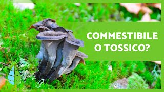 10 FUNGHI COMMESTIBILI 🍄 Come riconoscerli [upl. by Naivaf]