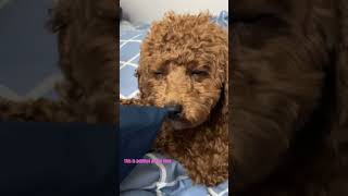 Pebbles always tired 😴 pets comedyskits [upl. by Sinnoda]