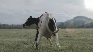 Polish cow  vaca dançando musica polonesa MEME  Real Life [upl. by Enywtna]