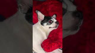 Reverse Sneezing in Chihuahua Dog [upl. by Naehs]