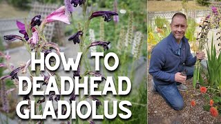 ✂ The Right Way to Deadhead Gladiolus ✂ shorts gladiolus flowers [upl. by Anav]