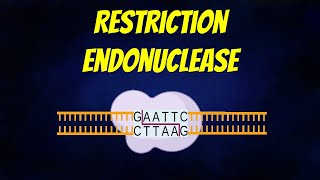 Restriction Endonuclease Animation Types  Mechanism  Nomenclature [upl. by Nide]