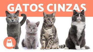 8 RAÇAS DE GATOS CINZAS 🐱❣️ [upl. by Cissej]