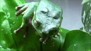 Giant Bicolor Monkey Tree Frogs [upl. by Macleod]