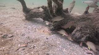 25 inch shark tooth Manasota Key beach 2023 [upl. by Akyssej]