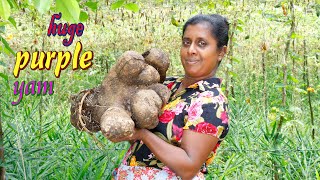 Purple yam with a huge turnI make it today as a favorite food for my kids village kitchen recipe [upl. by Nestor893]