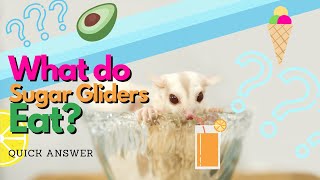 What do sugar gliders eat  Short amp Sweet [upl. by Elke761]