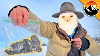 WHAT DID I FIND  Dissecting Snowy Owl Pellets [upl. by Siegler455]