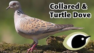 BTO Bird ID  Collared Dove amp Turtle Dove [upl. by Elinnet646]