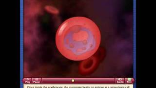 Malaria Life Cycle of Plasmodium [upl. by Warrenne]