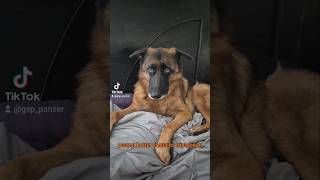 peanut butter contains tryptophan German Shepherd 🥜😋🐶new shorts ytshorts viral viralshorts [upl. by Bills]