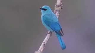 Verditer Flycatcher [upl. by La889]