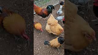 cockchafer grub feeding chickens viral viralvideo farming chicken chickens johndeere farmer [upl. by Ilenna637]