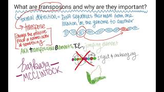 What are TransposonsTransposable Elements [upl. by Lleynod]