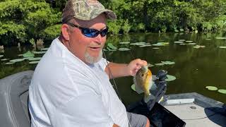 Bluegill fishing with Pro guide Billy on Historic Reelfoot Lake TN [upl. by Narot733]