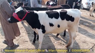 pure holstein friesian cow  holstein friesian cow ki pehchan pure friesian cow [upl. by Getter]