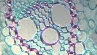 Cell Biology The Living Cell clip [upl. by Ayila]