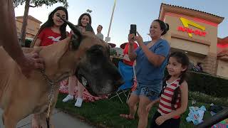 Cash 20 Great Dane in Porter Ranch on the 4th of July 1 of 2 [upl. by Scrogan]