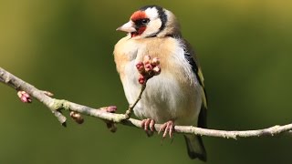 chants et cris du chardonneret élégant  HD carduelis carduelis   calls amp songs of goldfinch [upl. by Earized773]