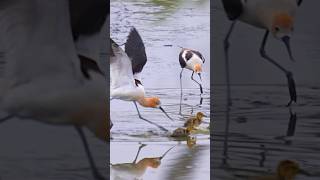 Mallard mom protect babies from Avocets birds wildlife birdlovers [upl. by Frentz]