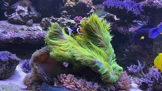 Green Gigantea Carpet Anemone [upl. by Derrick]