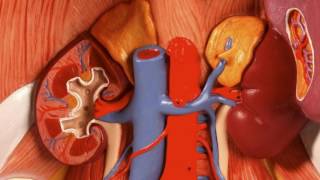 USMLE Step 1  Renal Physiology High Yield BRS Concepts [upl. by Rosanna]