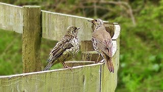 Mistle Thrush  Male and Female [upl. by Emelita]