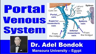 Portal Venous System Portal Vein and Portal Systemic Anastomosis Dr Adel Bondok [upl. by Wane]