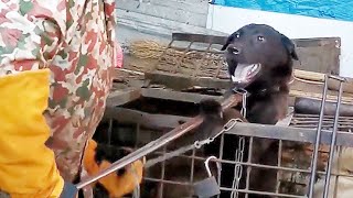 A black dog was being dragged to a dog meat shop for slaughter the man rescued it by paying 810 RMB [upl. by Christal]