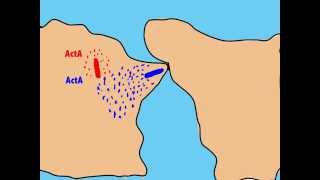 The intracellular life cycle of Listeria monocytogenes  Fabian Ortega [upl. by Kcirre]