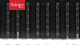 Mutating DNA caught on film [upl. by Aizti]