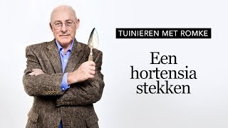 Tuinieren met Romke  Hortensia stekken [upl. by Llyrehc]