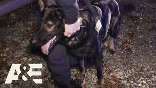 Live PD Most Viewed K9 Busts  AampE [upl. by Steffane]