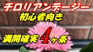 【花】チロリアンデージーの育て方・植え付け [upl. by Aihsened]