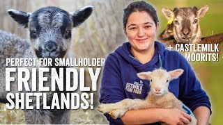 Friendly Shetland Sheep Perfect for UK Smallholders Adams Farm Diaries  Fridays with Fran Ep24 [upl. by Assiroc]