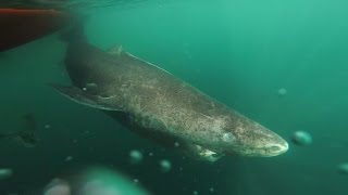 Encounter with the Greenland shark [upl. by Gilemette523]