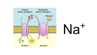 Inorganic ions AQA A Level Biology [upl. by Dnalyram]