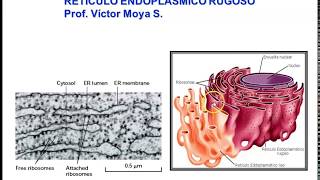Clase Retículo Endoplásmico Rugoso parte I [upl. by Lazar]