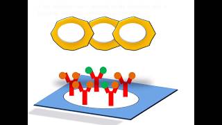 ELISpot  The EnzymeLinked ImmunoSpot assay [upl. by Eolande109]