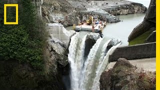 After Largest Dam Removal in US History This River Is Thriving  National Geographic [upl. by Oiralih984]